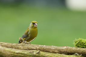 Nature Fauna Bird