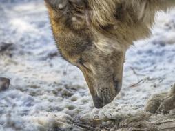 Nature Animal Wildlife