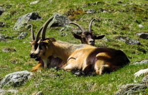 Animal World Nature Grass