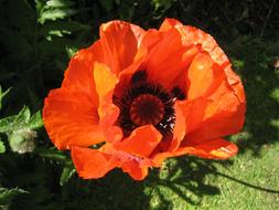 Poppy Red Flower