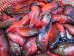 raw healthy fish