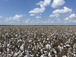 Cotton Outdoors Nature