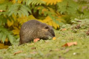 Nutria Nature Animal World