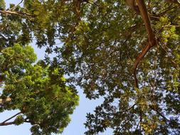 Tree Nature Wood