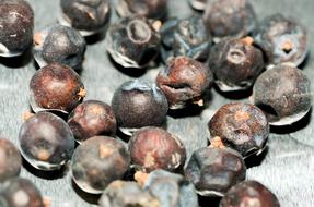 Juniper Berry Berries