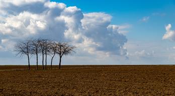 Nature Panorama Landscape Grove Of