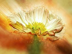 Anemone Blossom Bloom Crown