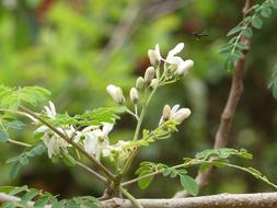 Blossom Bud Flower Moringa tree