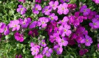 macro Flowers Garden