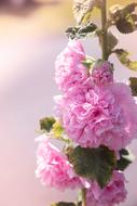 the rosebuds are gorgeous