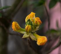 Flower Blossom Bloom