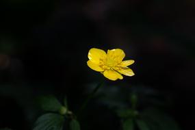 Flower Blossom Bloom