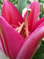 Blossom Bloom Red
