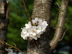Wood Nature Plants