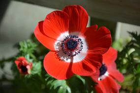 Flower Poppy Plant