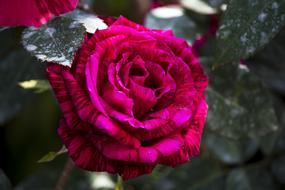 Rosa Purple Flower Ornamental