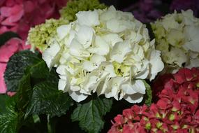 a bouquet of white flowers and colored flowers
