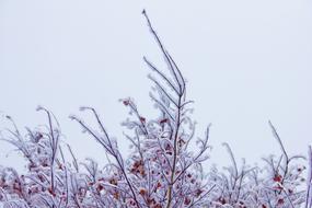 Nature Winter Snow