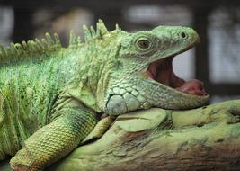 Reptile Lizard Nature