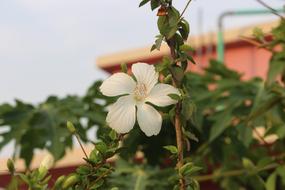 Nature Flora Flower
