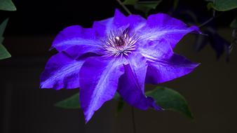 Flower Blossom Bloom