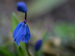 Flower Nature Leaf