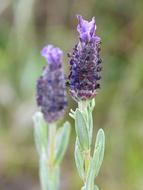 purple big plant
