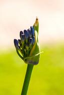 Floral Flower Nature