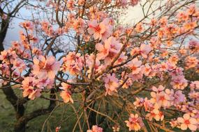 Flower Tree Plant