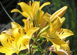 Flower Yellow Flowers