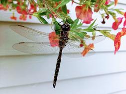 Dragonfly Nature Insect