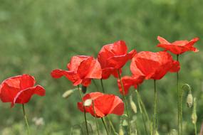 Red Poppy Spring Bloom