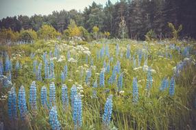 blue flowers in the field
