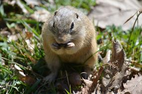 Nature Animal World Cute