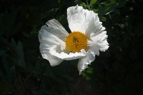 Flower White