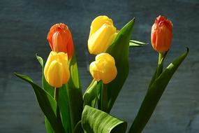 yellow tulips are beautiful