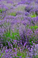 Lavender Field Purple