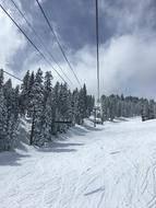 Snowy Trees Landscape
