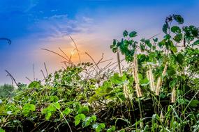 wild plants under the sky