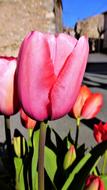 Tulip Flower Nature