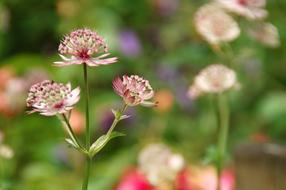 Nature Plant Summer