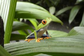 Nature Forest Green Frog Costa