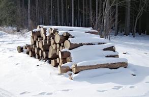 Pile Of Wood Tree Fuel