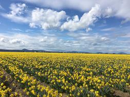 Field Agriculture Landscape