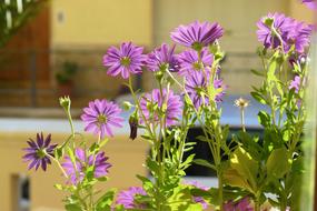 Flower Plant Nature