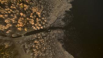 Desktop Nature Forest