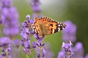 Butterfly Lavender Flower