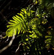 Fern Leaf Tree