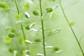 Plant Leaves Green