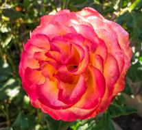 Flower Rose Nature